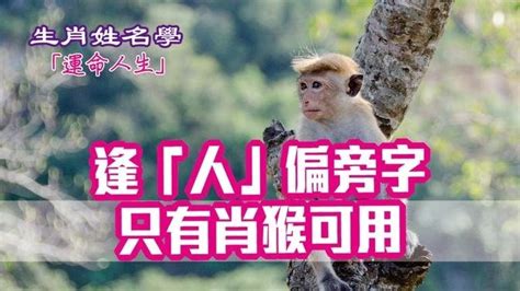 屬猴女姓名|生肖姓名學.....屬猴的人：適合與不適合的字